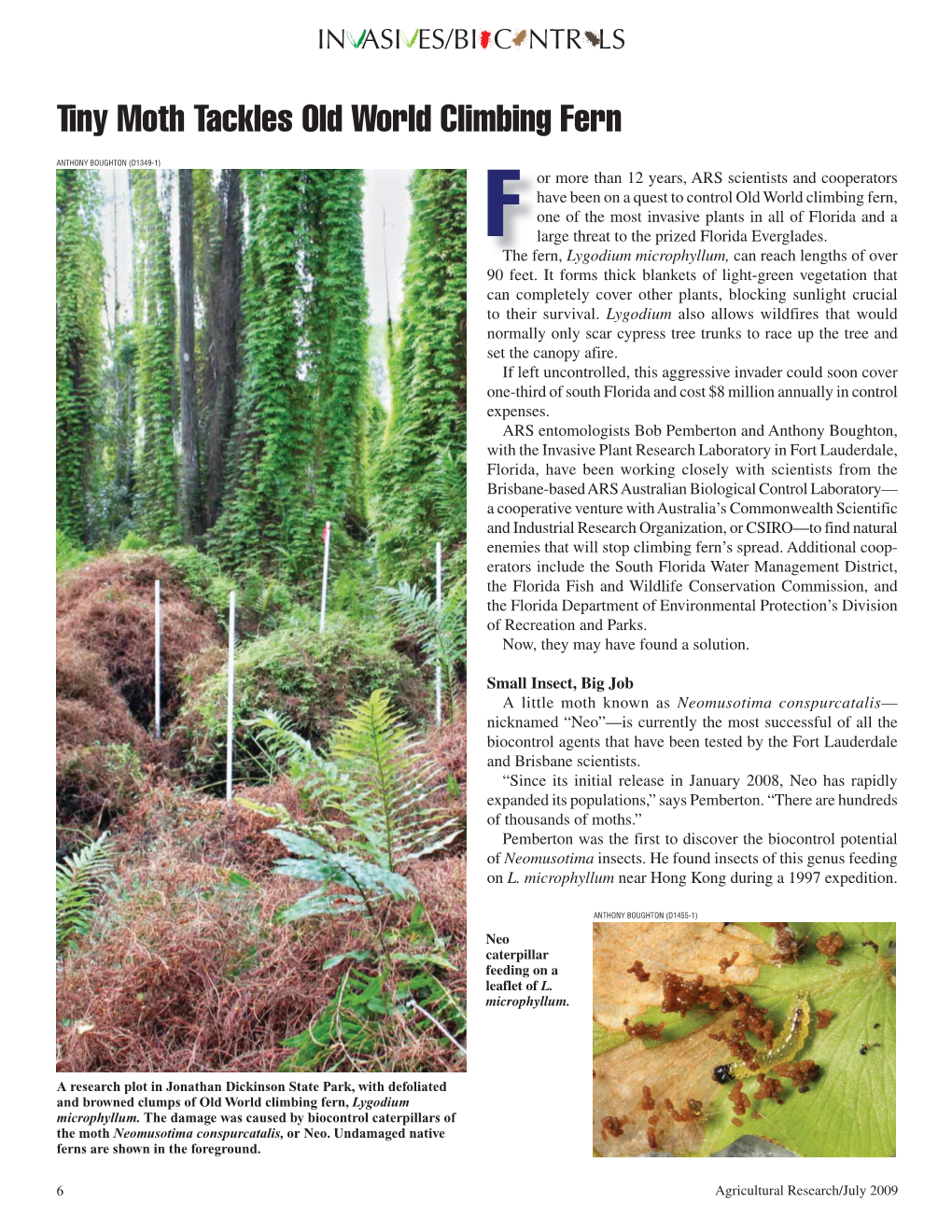 Tiny Moth Tackles Old World Climbing Fern