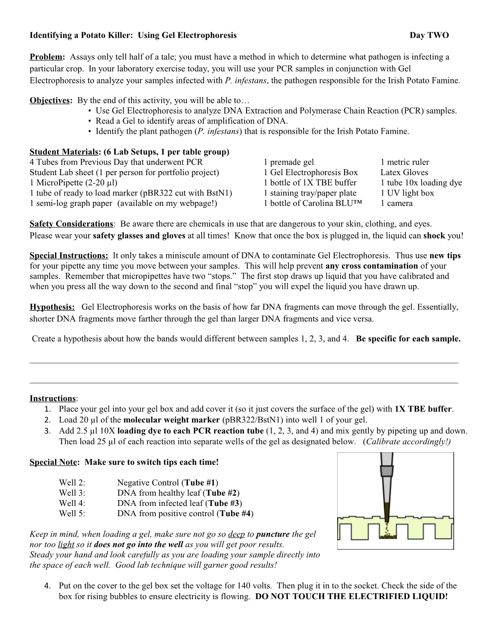 Using Gel Electrophoresis Lab Sheet