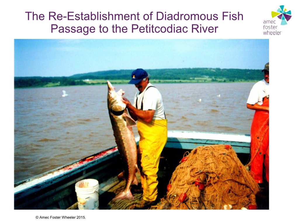 The Re-Establishment of Diadromous Fish Passage to the Petitcodiac River
