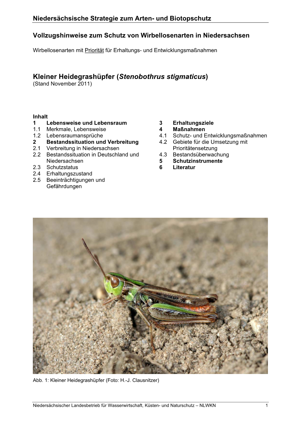 Kleiner Heidegrashüpfer (Stenobothrus Stigmaticus) (Stand November 2011)