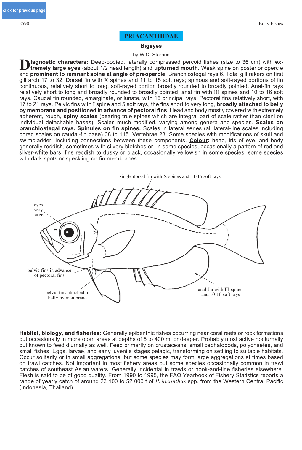 PRIACANTHIDAE Bigeyes by W.C