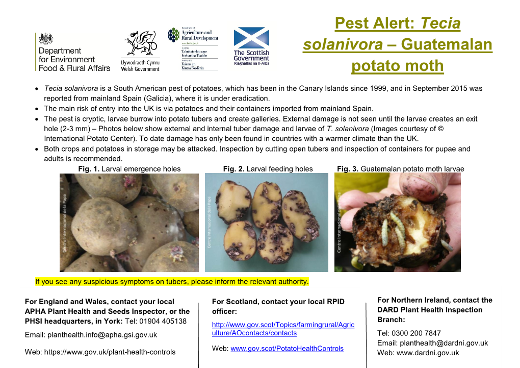 Pest Alert: Tecia Solanivora – Guatemalan Potato Moth