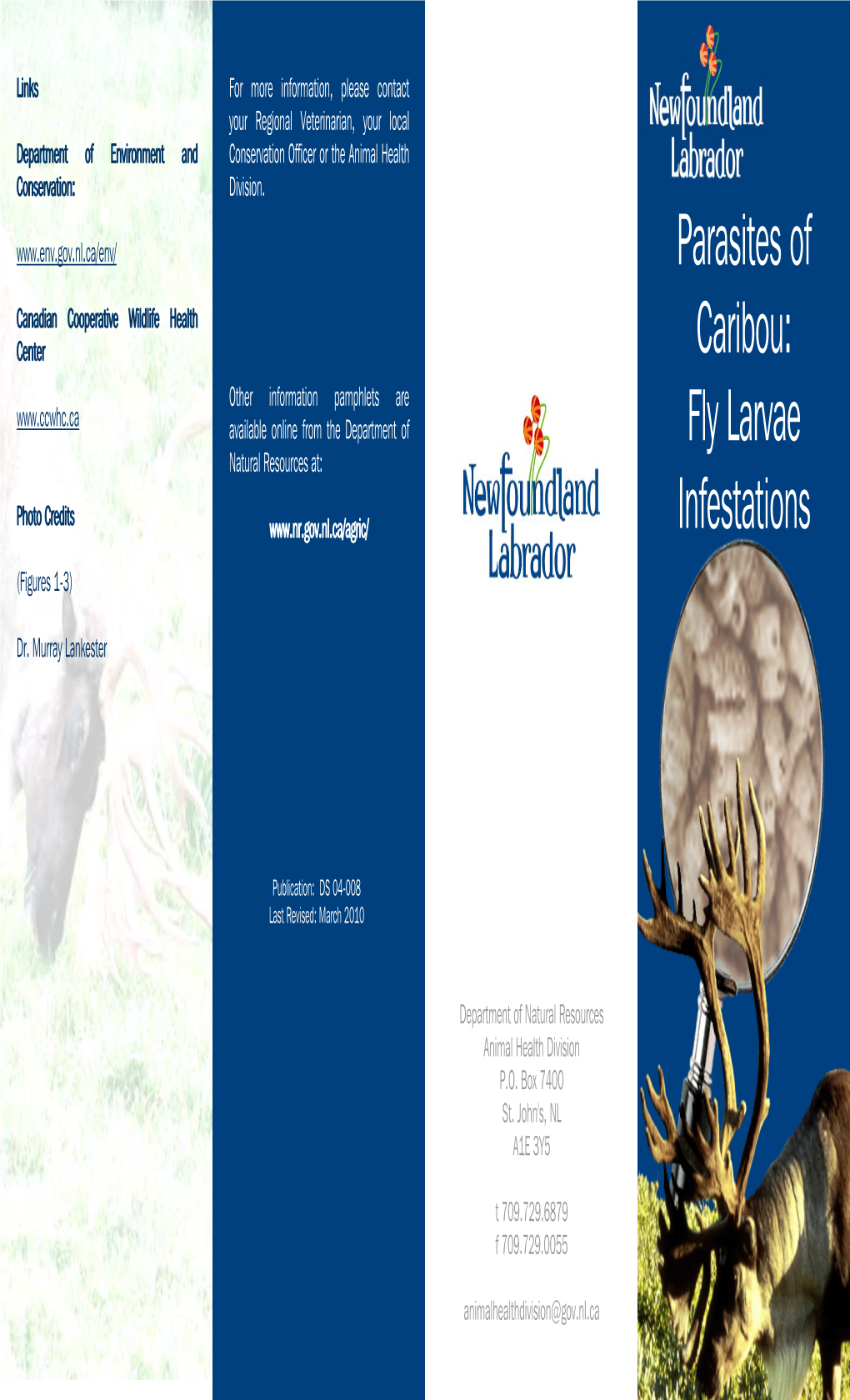 Parasites of Caribou: Fly Larvae Infestations