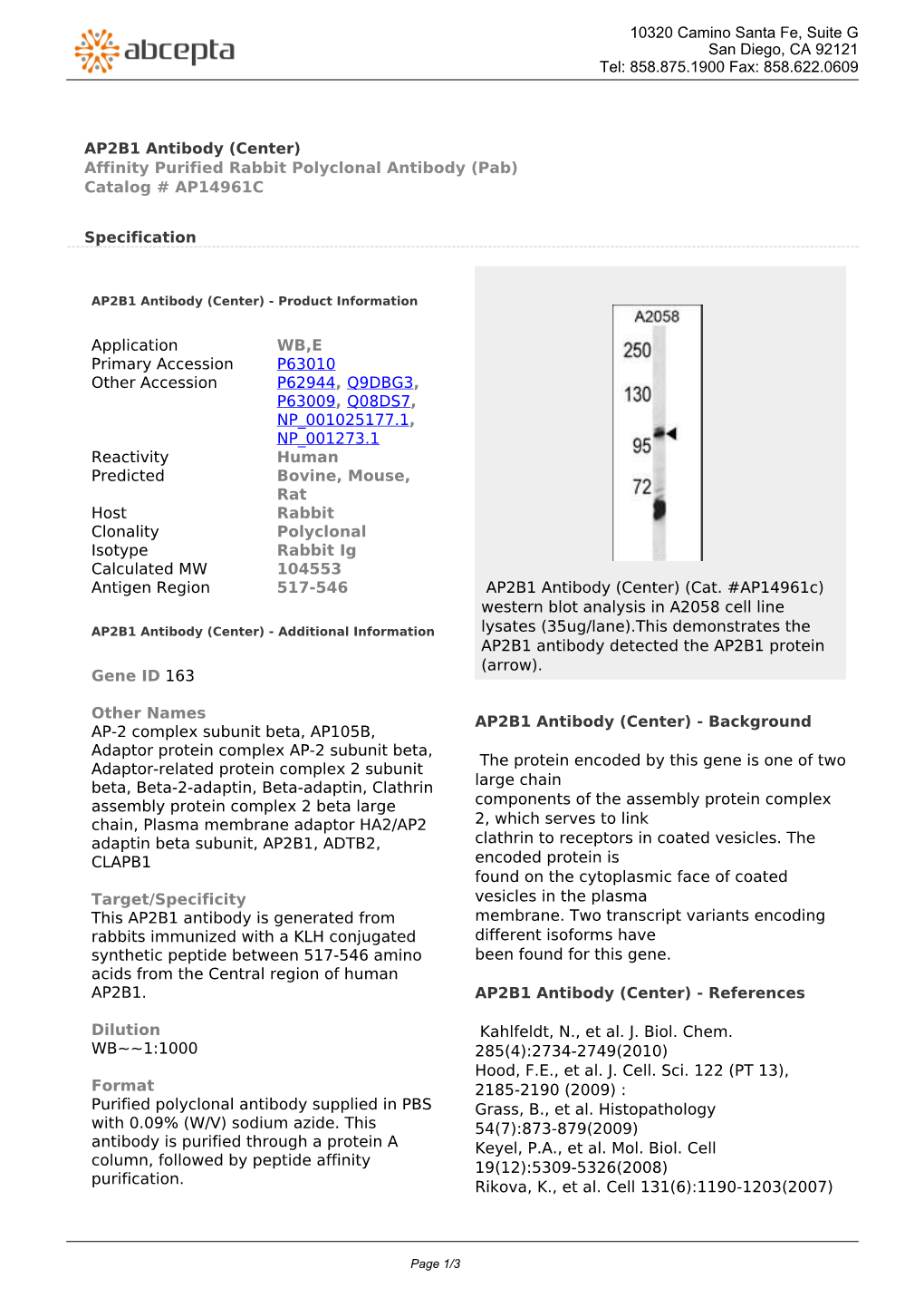 AP2B1 Antibody (Center) Affinity Purified Rabbit Polyclonal Antibody (Pab) Catalog # AP14961C