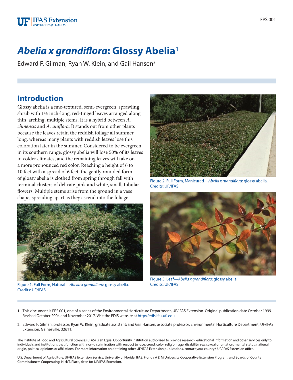 Abelia X Grandiflora: Glossy Abelia1 Edward F
