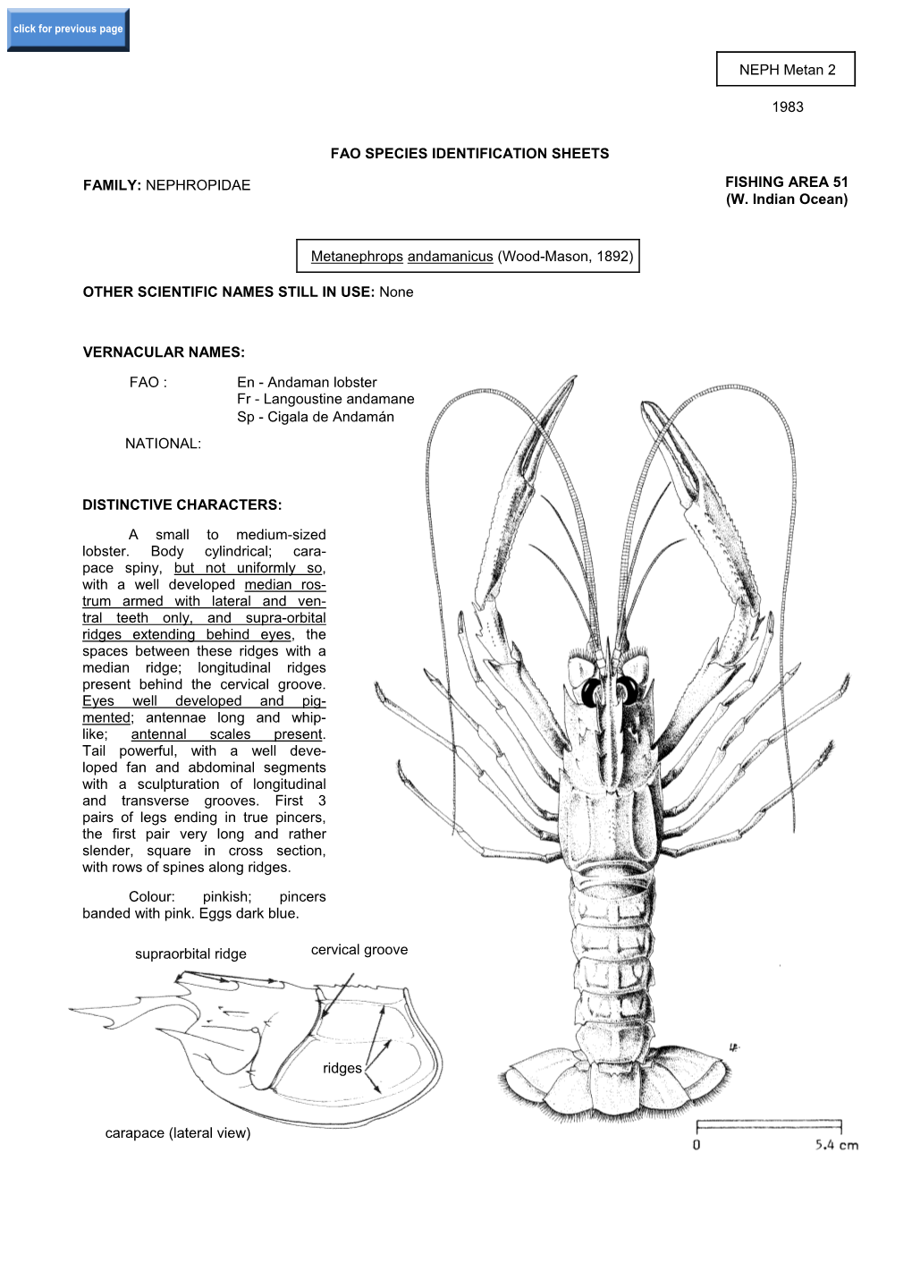 Metanephrops Andamanicus (Wood-Mason, 1892)