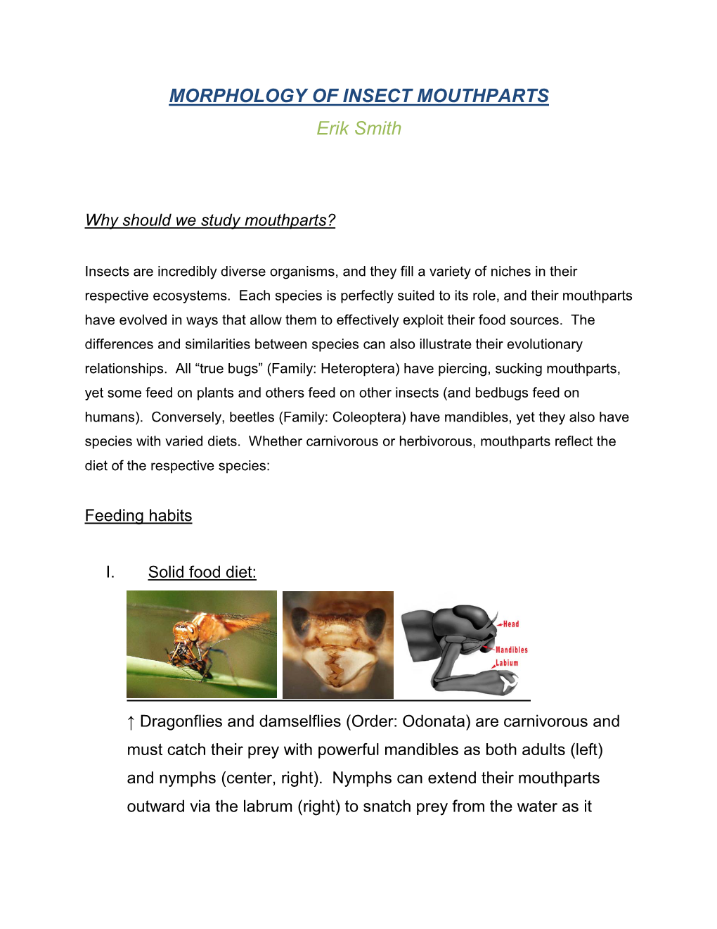 Morphology of Insects Mouth Parts