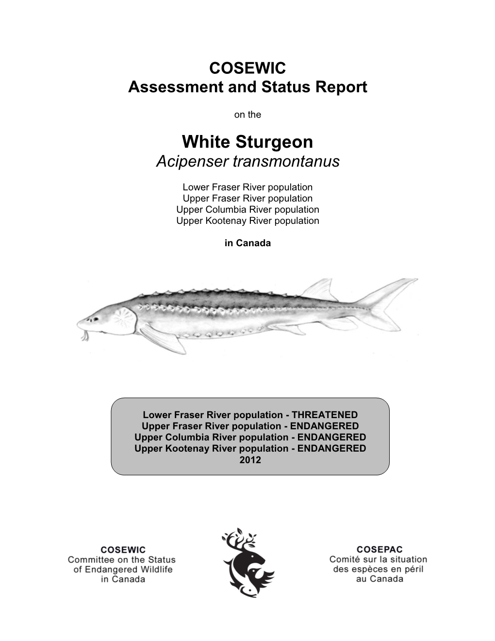 White Sturgeon,Acipenser Transmontanus