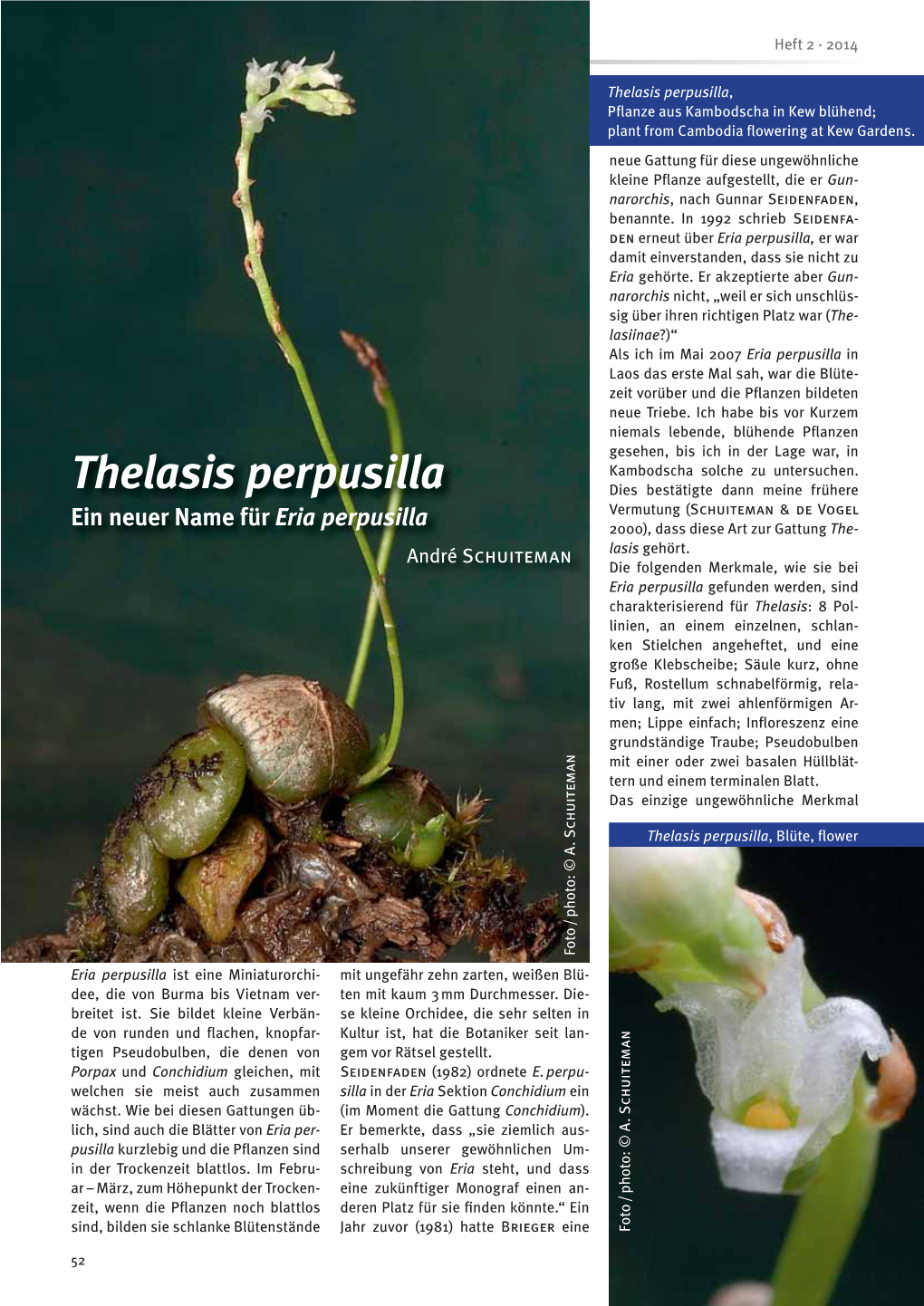 Thelasis Perpusilla, Pﬂ Anze Aus Kambodscha in Kew Blühend; Plant from Cambodia ﬂ Owering at Kew Gardens