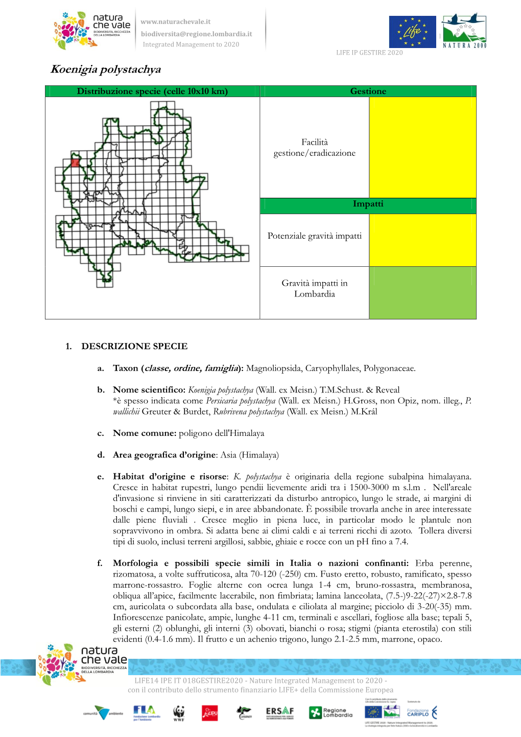 Koenigia Polystachya