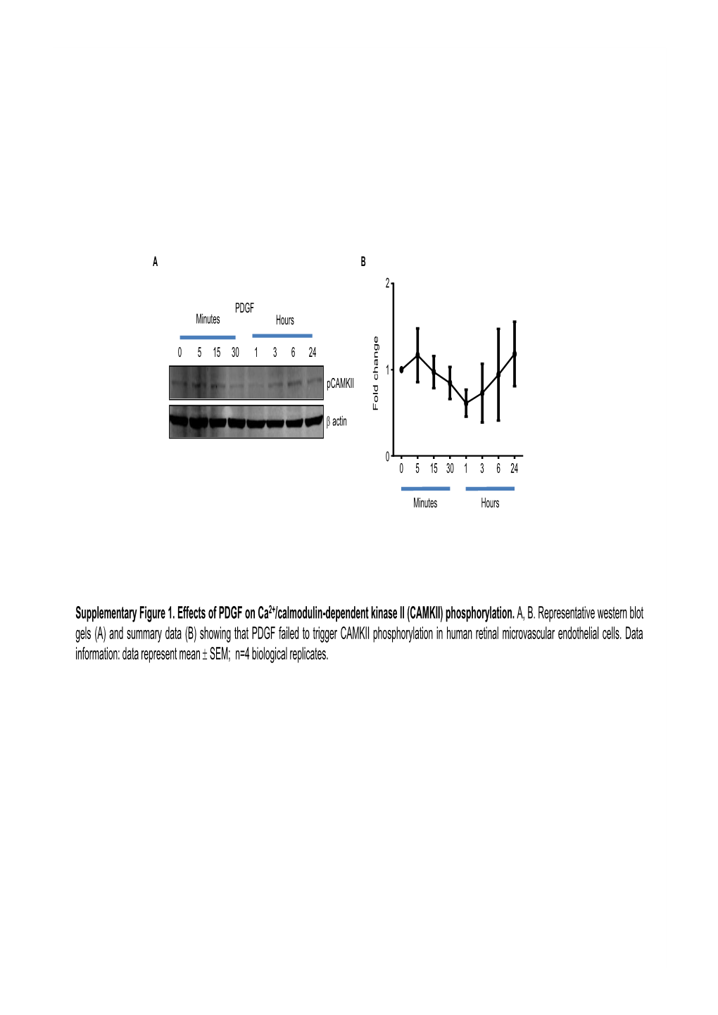 Supplementary Figure 1. Effects of PDGF on Ca 2+/Calmodulin-Dependent Kinase II (CAMKII) Phosphorylation. A, B. Representative
