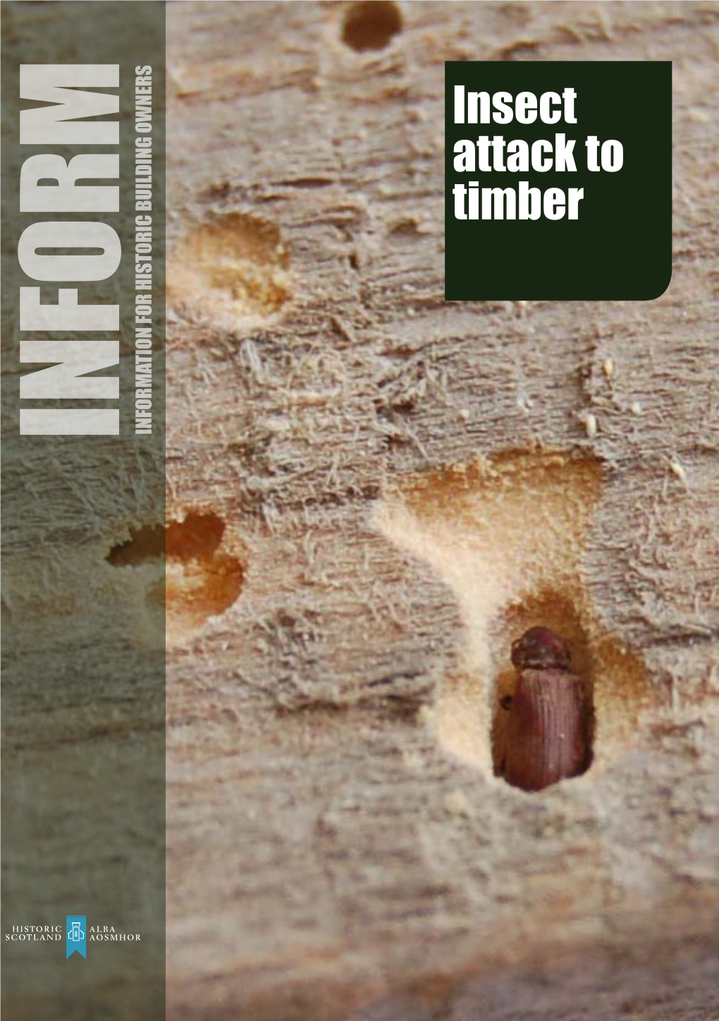 Insect Attack to Timber