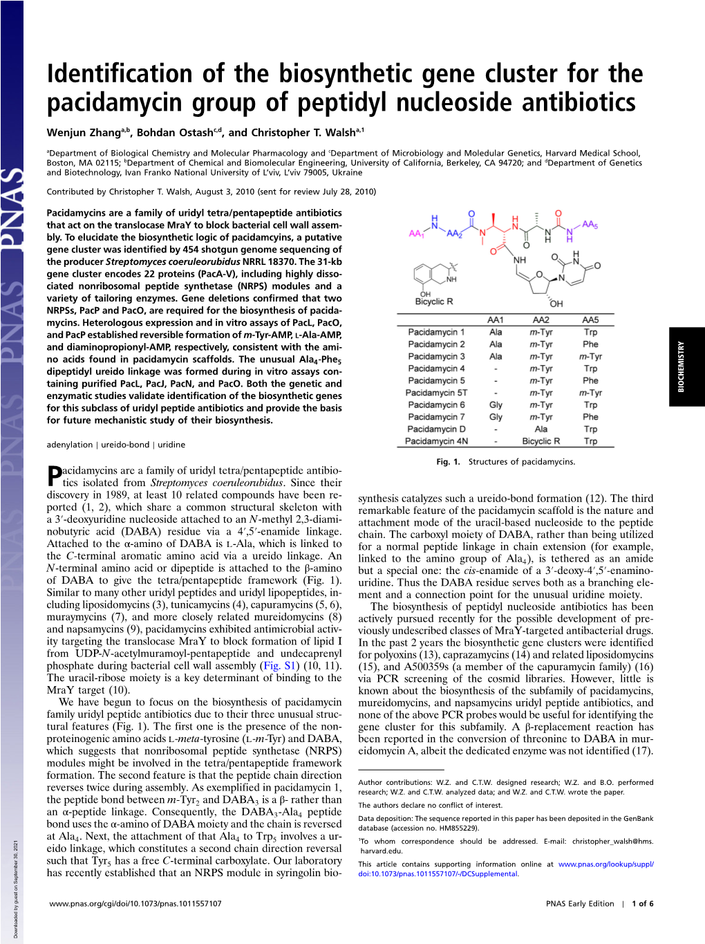 Identification of the Biosynthetic Gene Cluster for the Pacidamycin Group of Peptidyl Nucleoside Antibiotics