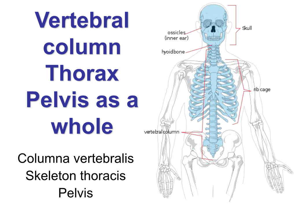 Vertebral Column Thorax Pelvis As a Whole