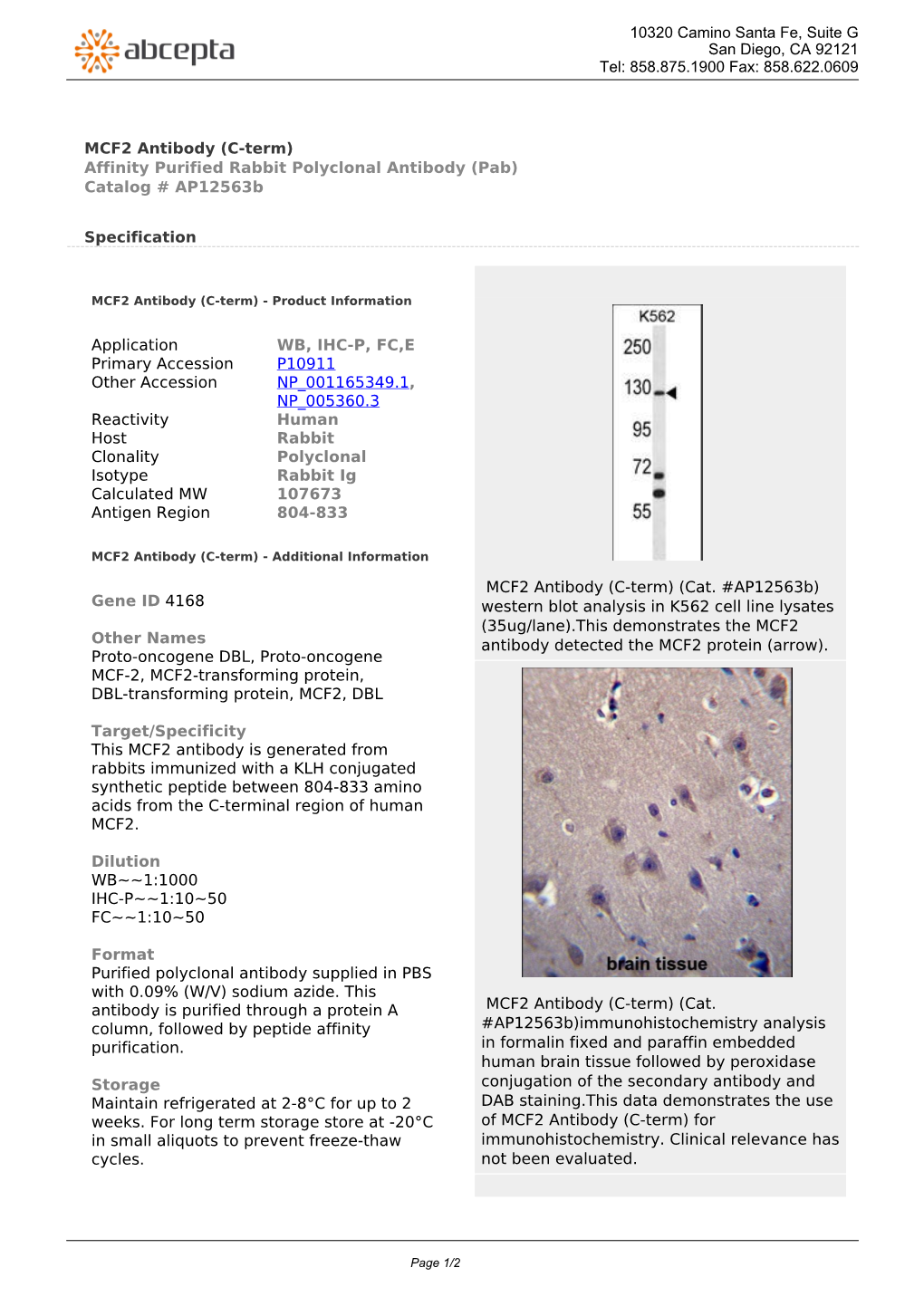 MCF2 Antibody (C-Term) Affinity Purified Rabbit Polyclonal Antibody (Pab) Catalog # Ap12563b