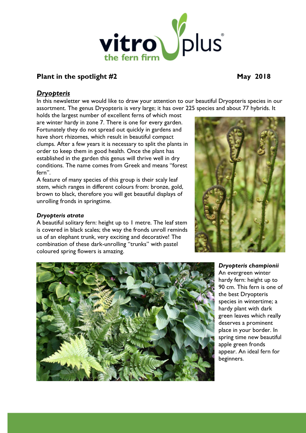 Plant in the Spotlight #2 May 2018 Dryopteris