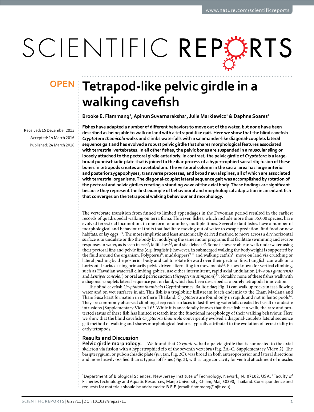 Tetrapod-Like Pelvic Girdle in a Walking Cavefish Brooke E