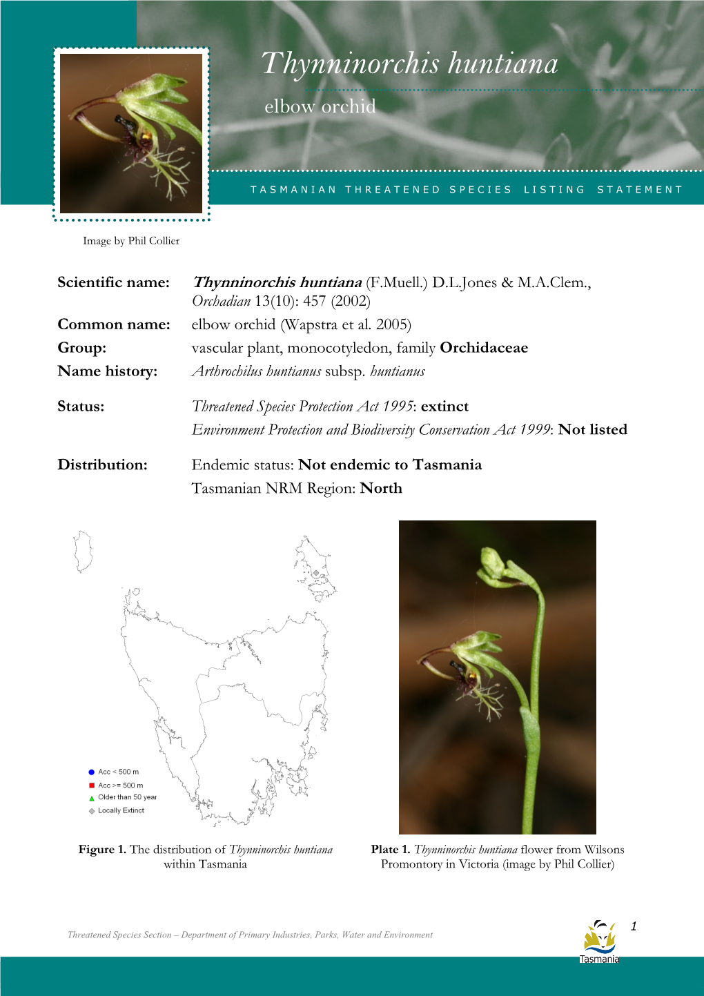 Thynninorchis Huntiana Huntiana (Elbow Orchid)