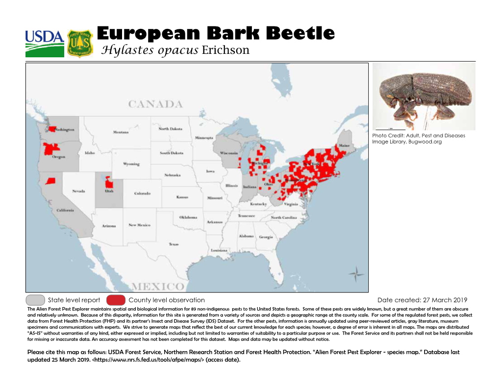 European Bark Beetle Hylastes Opacus Erichson