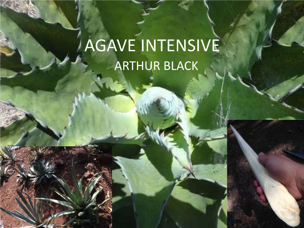Agave Intensive Presented by Arthur Black