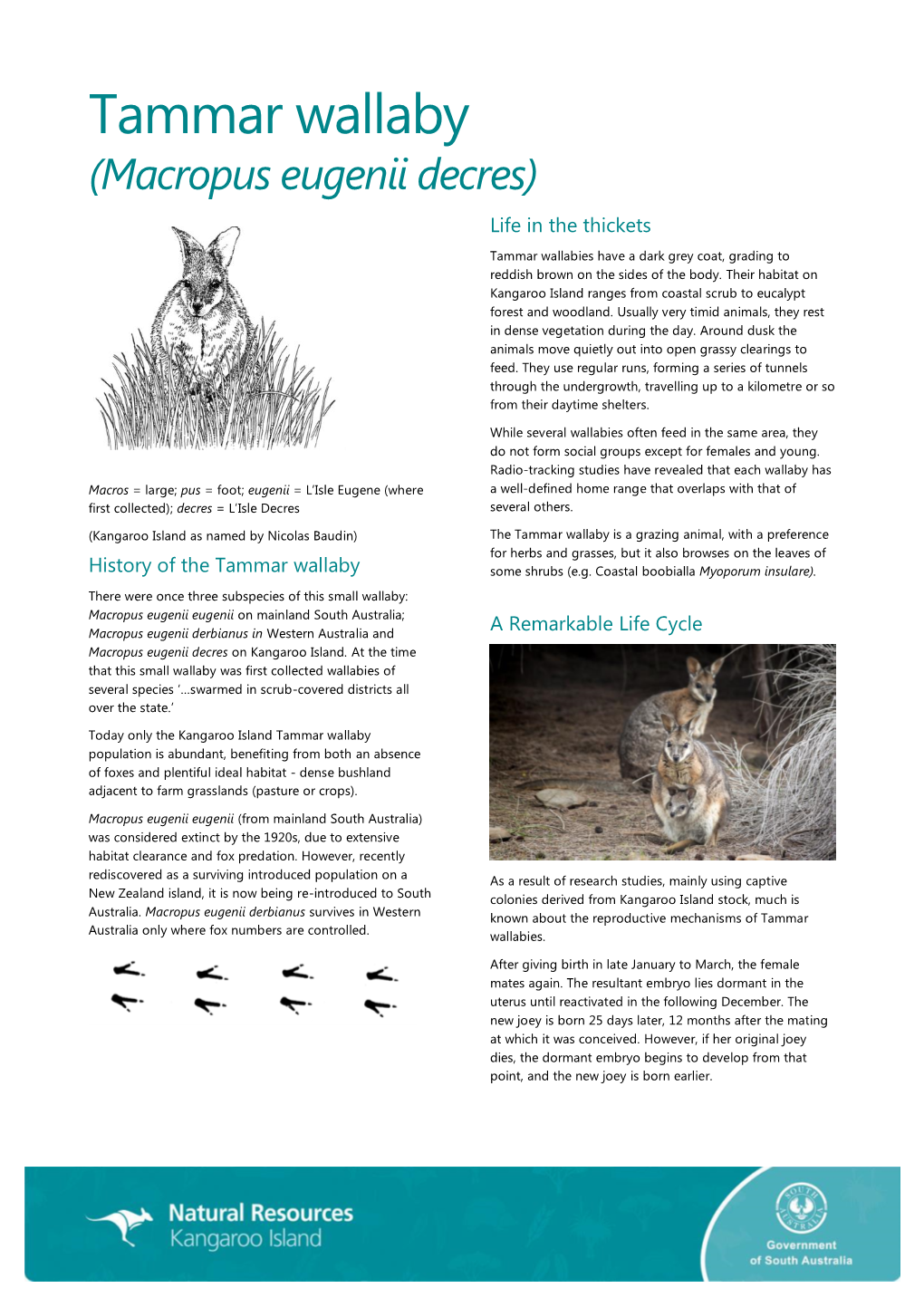 Tammar Wallaby (Macropus Eugenii Decres) Life in the Thickets