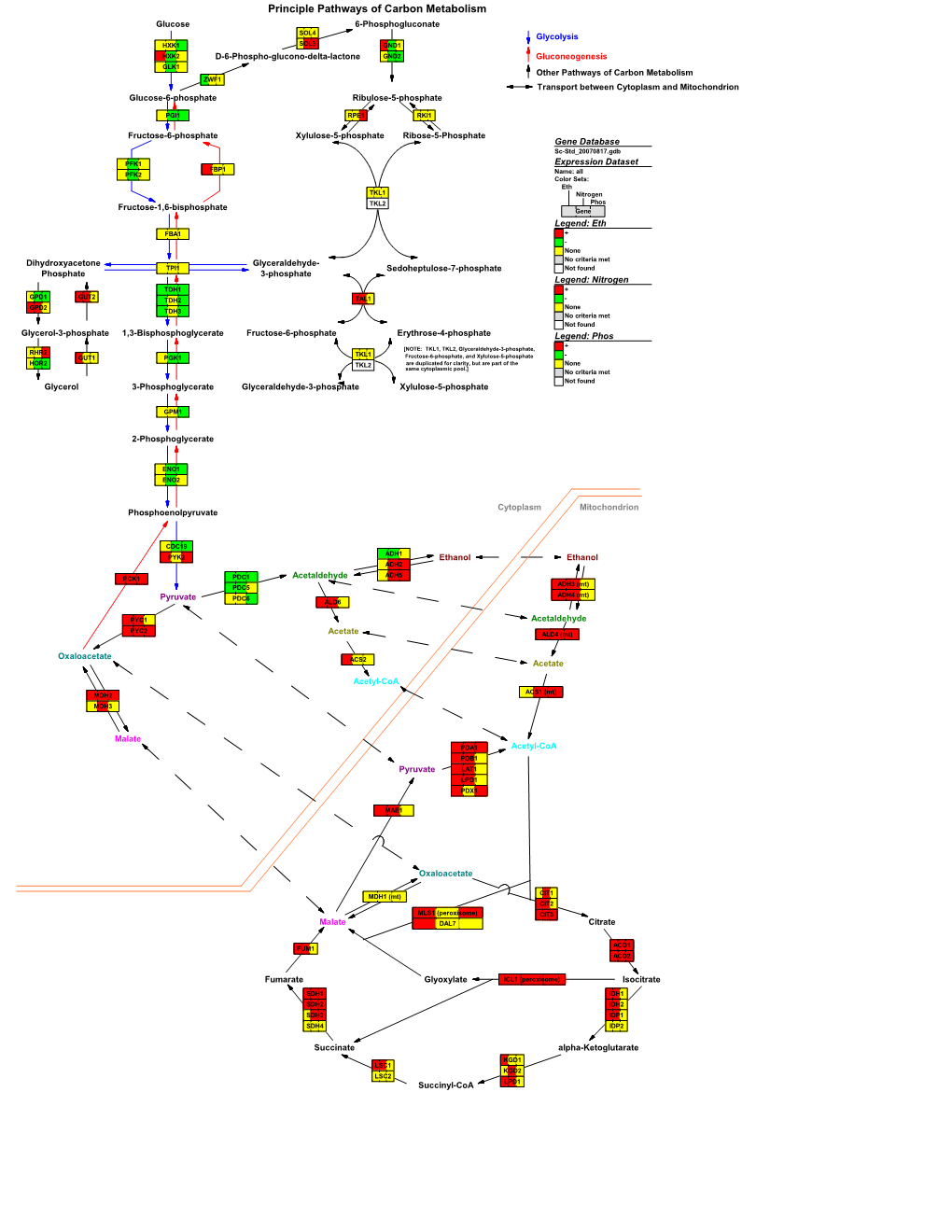 Principle Pathways of Carbon Metabolism