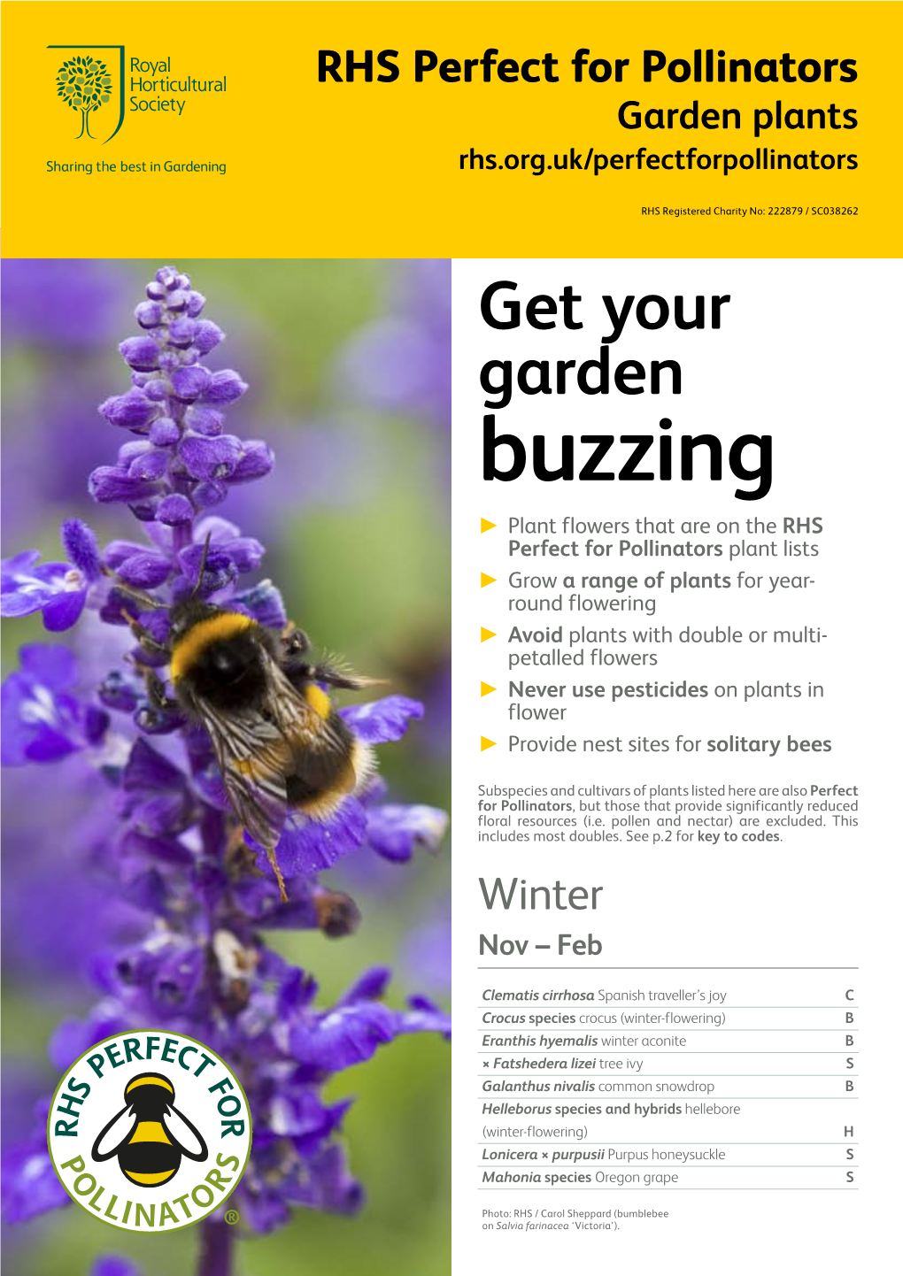 Garden Flowers for Pollinators by Season