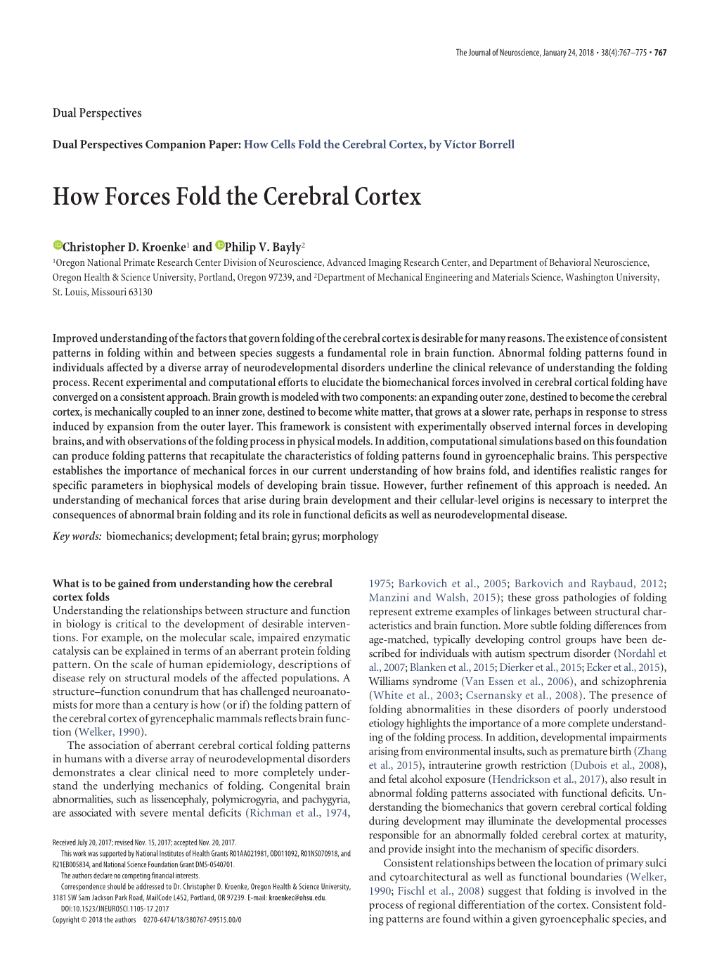 How Forces Fold the Cerebral Cortex