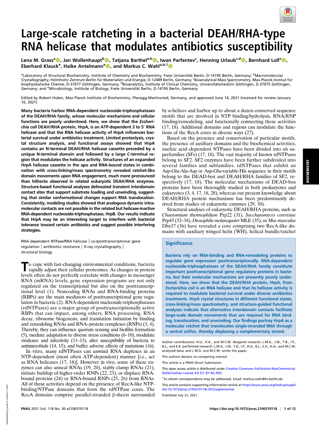 Large-Scale Ratcheting in a Bacterial DEAH/RHA-Type RNA Helicase That Modulates Antibiotics Susceptibility