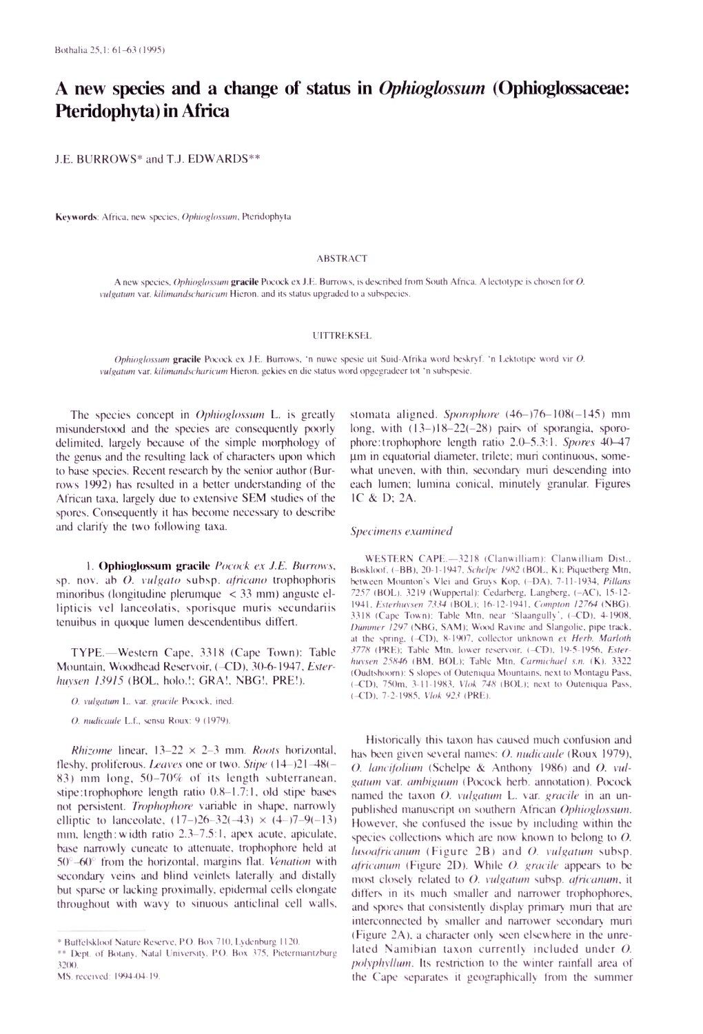 A New Species and a Change of Status in Ophioglossum (Ophioglossaceae: Pteridophyta) in Africa