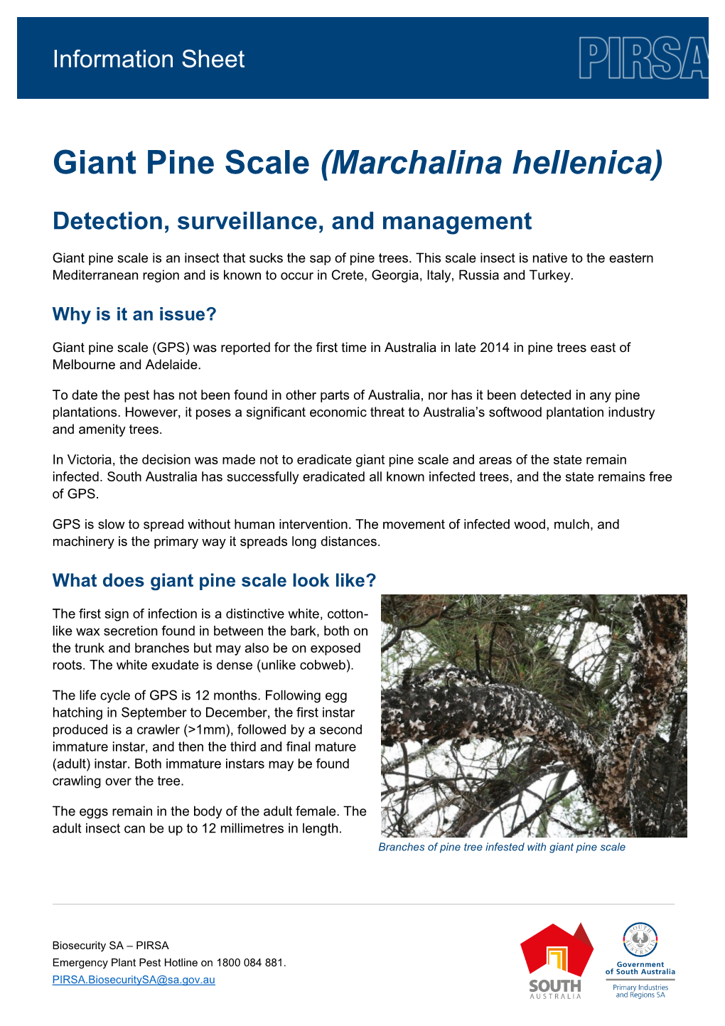 Giant Pine Scale (Marchalina Hellenica)