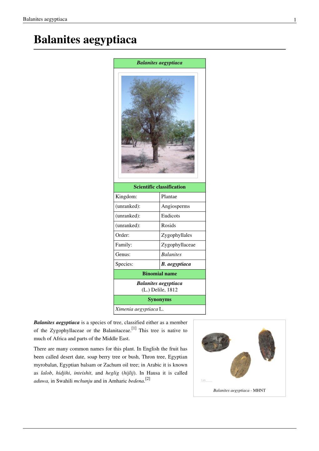 Balanites Aegyptiaca 1 Balanites Aegyptiaca