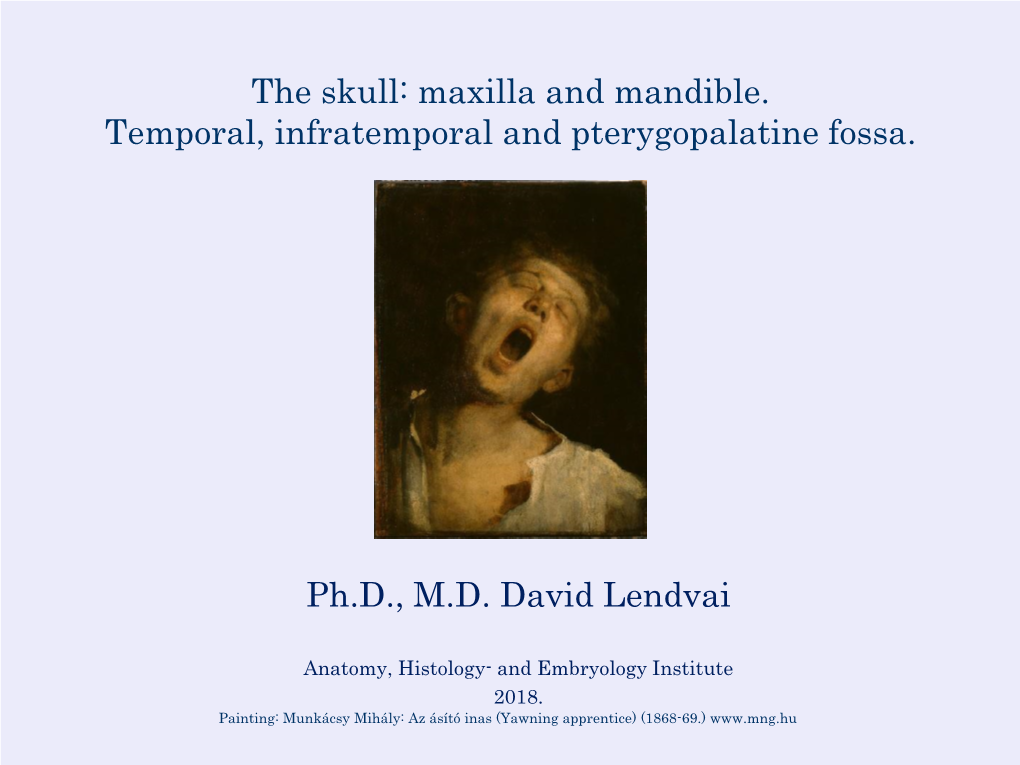 Maxilla and Mandible. Temporal, Infratemporal and Pterygopalatine Fossa