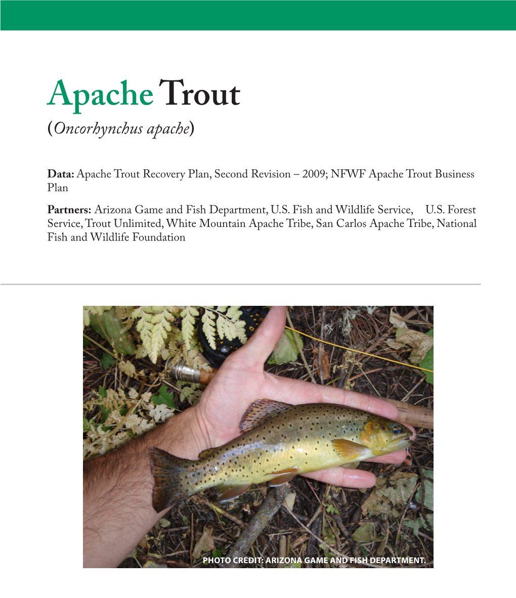 Apache Trout (Oncorhynchus Apache)