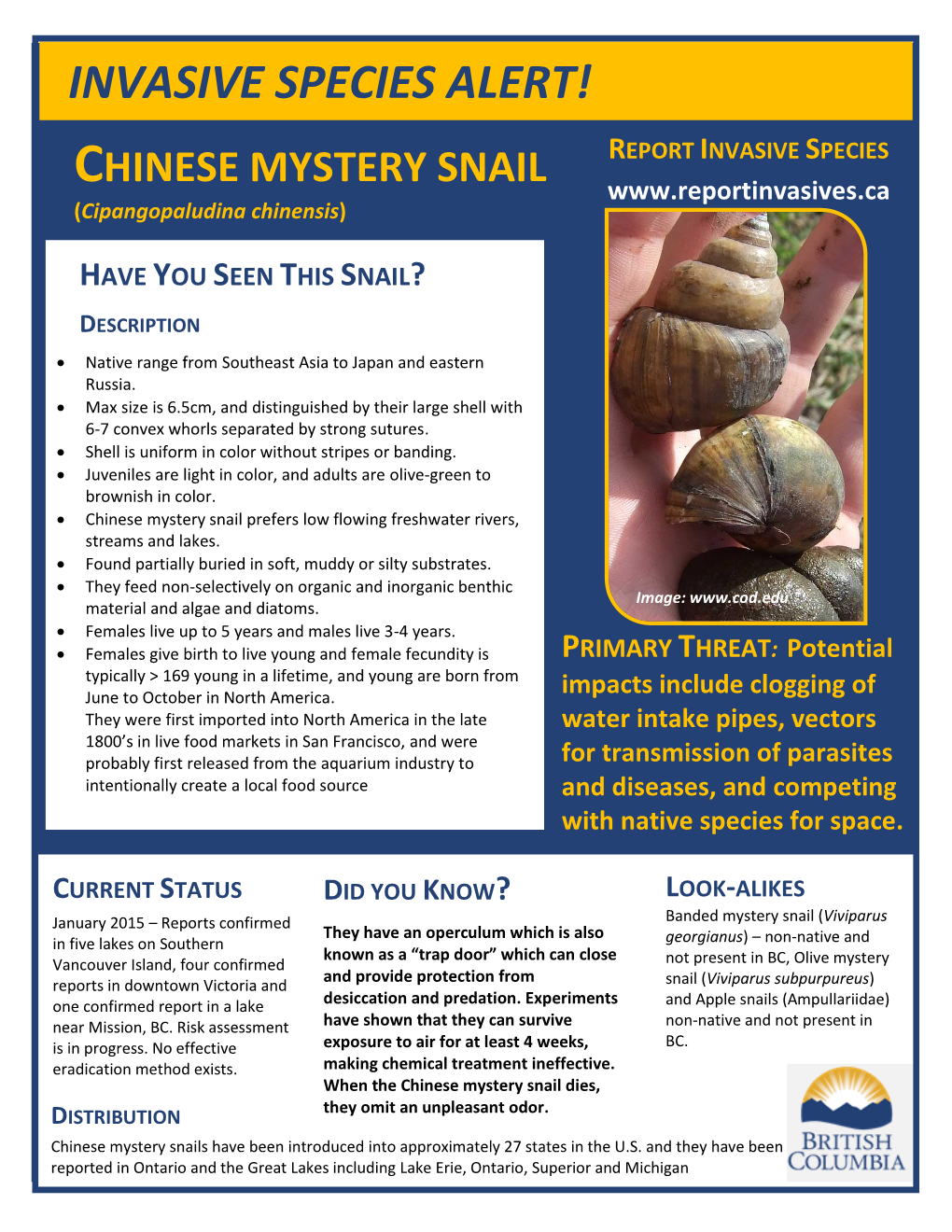 CHINESE MYSTERY SNAIL (Cipangopaludina Chinensis)