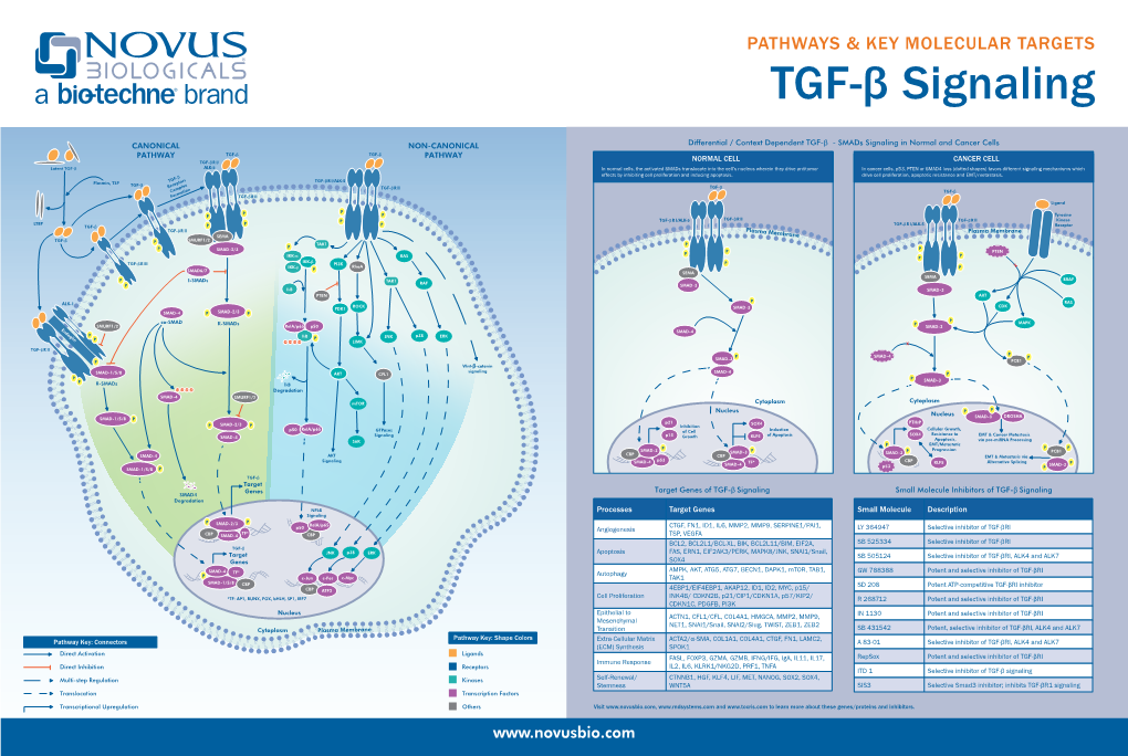 Pathways & Key Molecular Targets