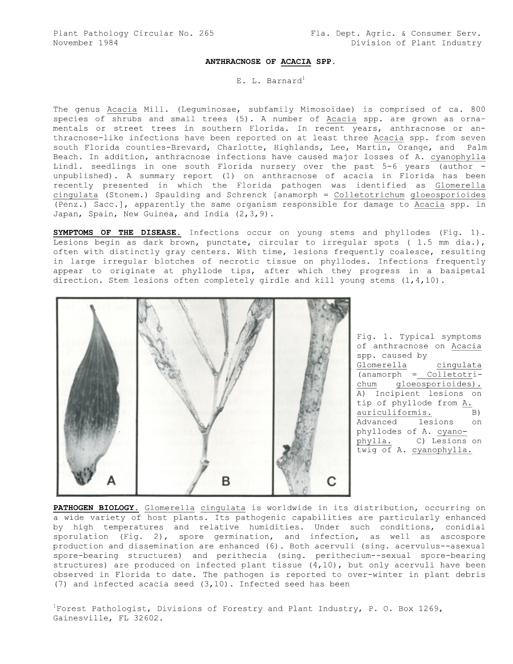 Anthracnose of Acacia Spp