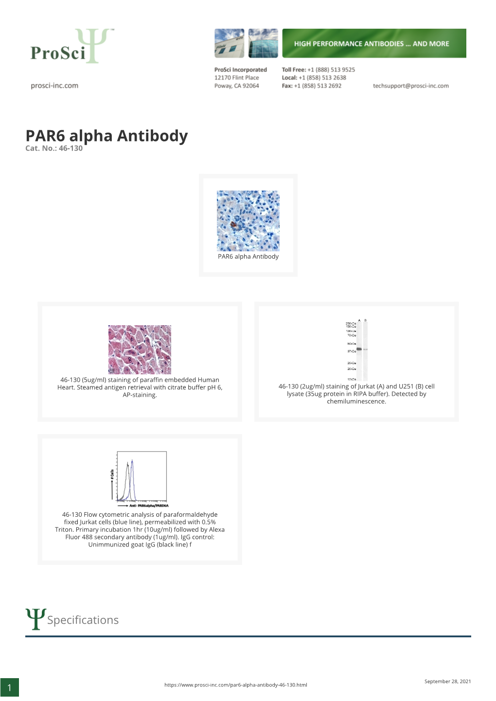 PAR6 Alpha Antibody Cat