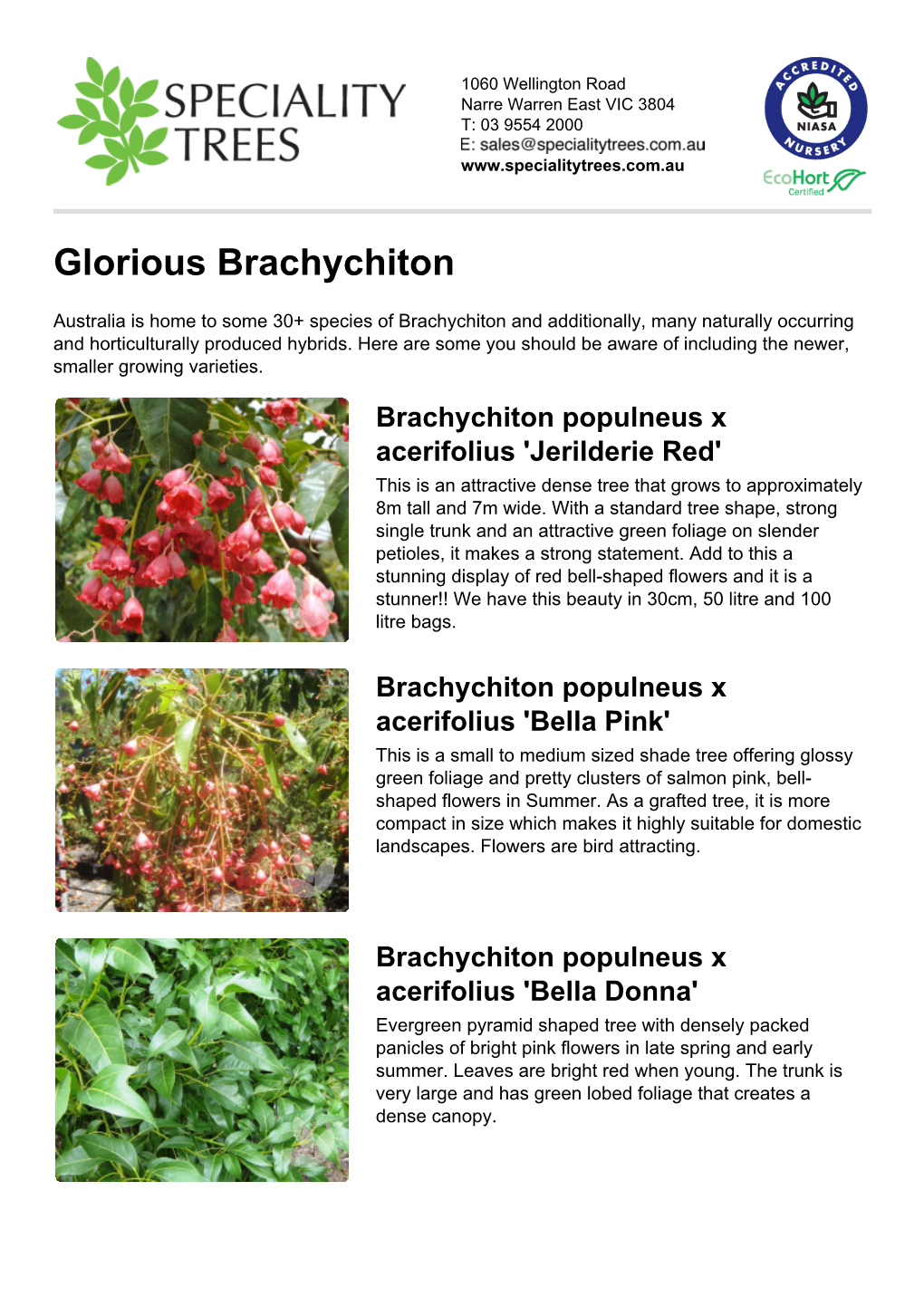 Glorious Brachychiton