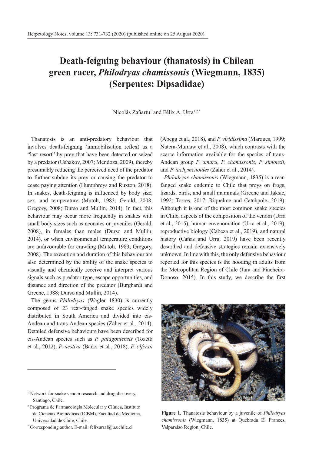 Death-Feigning Behaviour (Thanatosis) in Chilean Green Racer, Philodryas Chamissonis (Wiegmann, 1835) (Serpentes: Dipsadidae)