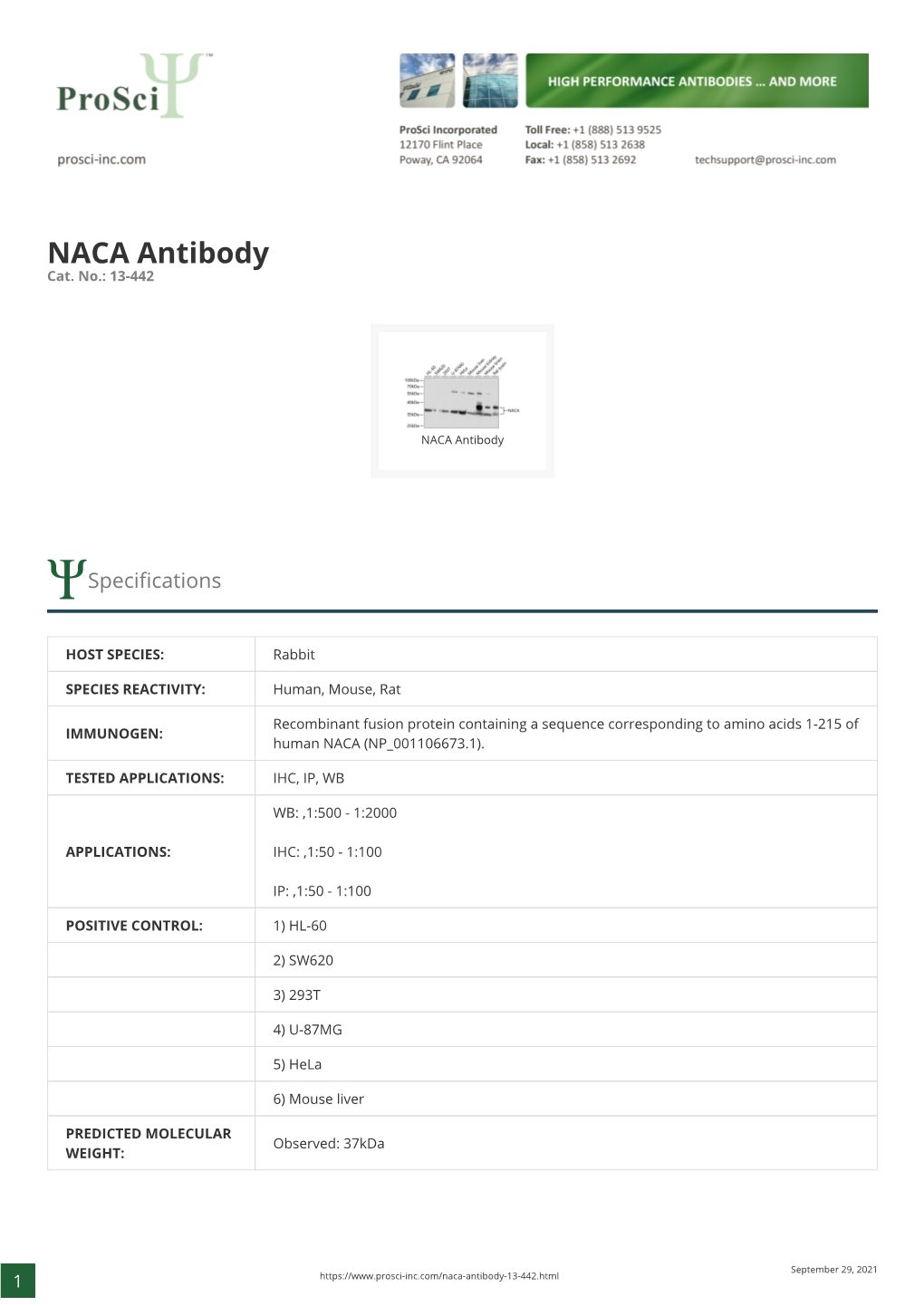 NACA Antibody Cat