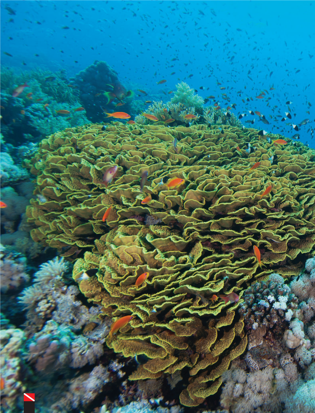 Asian Diver Red Sea.Pdf