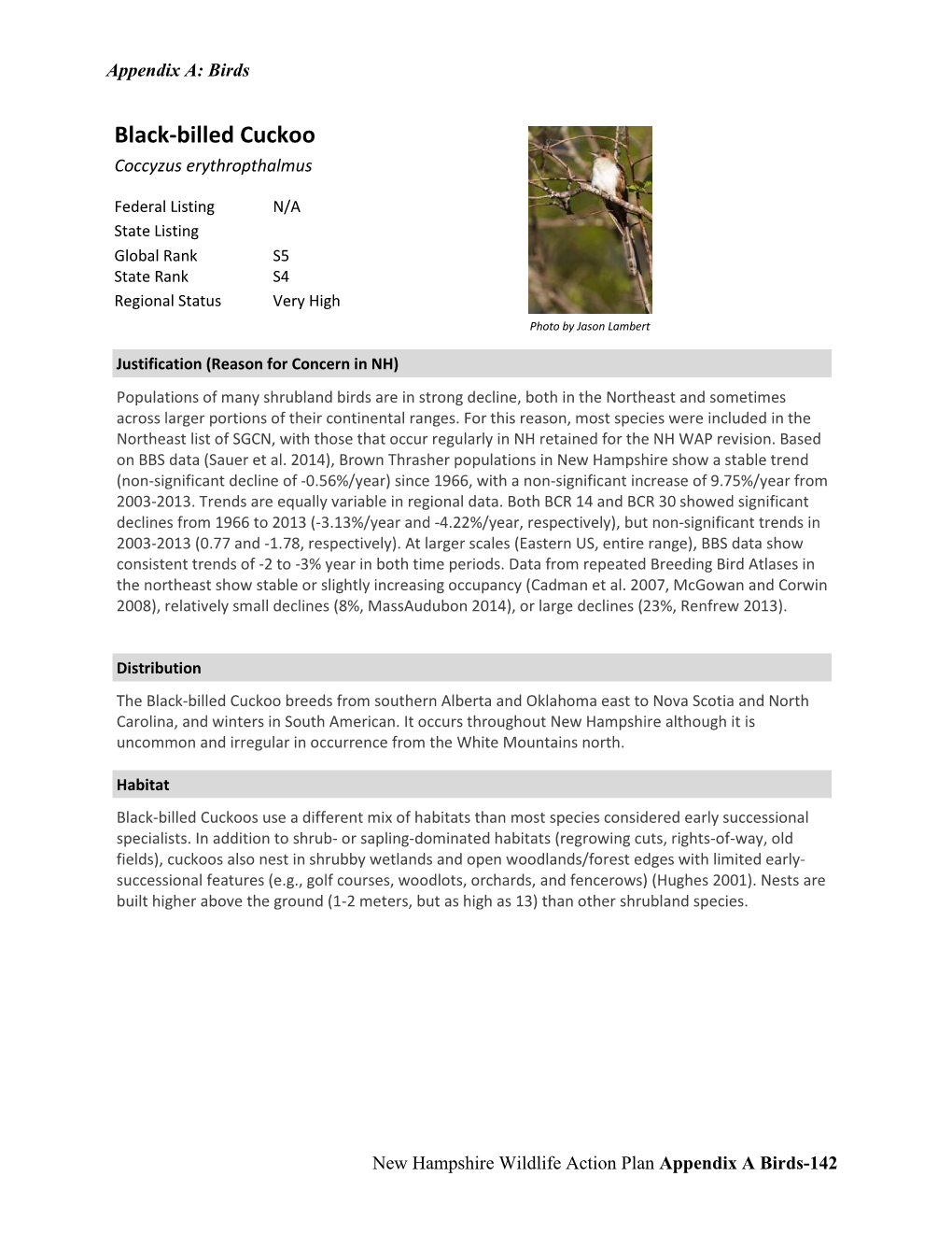 Black‐Billed Cuckoo Coccyzus Erythropthalmus