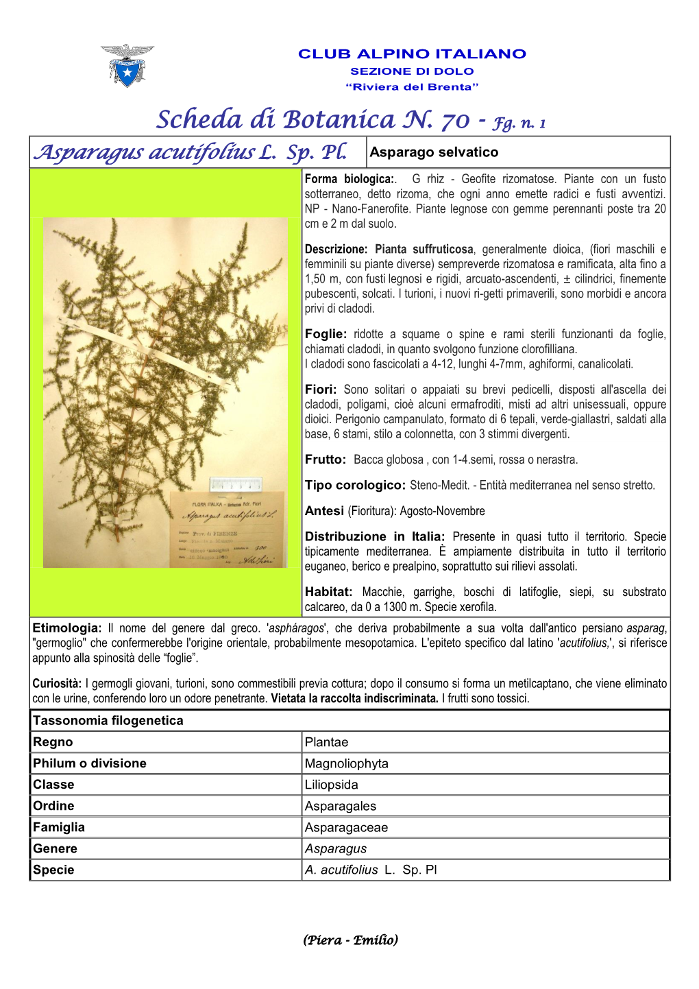 Scheda Di Botanica N. 70 Asparagus Acutifolius