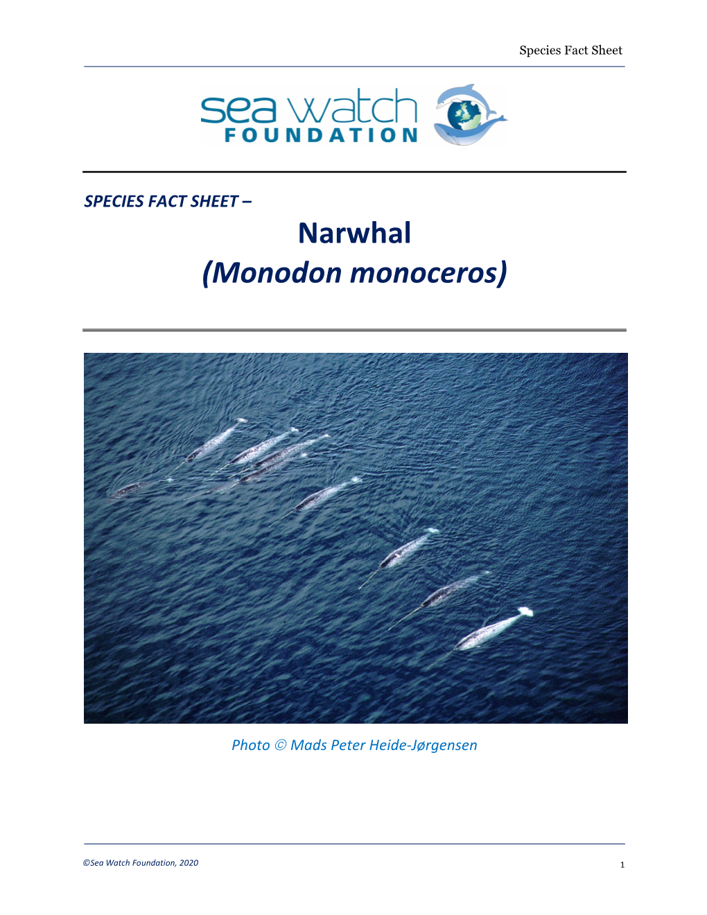 Narwhal (Monodon Monoceros)