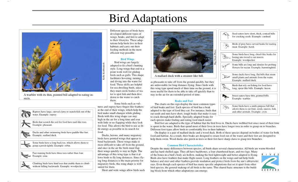 Bird Adaptations