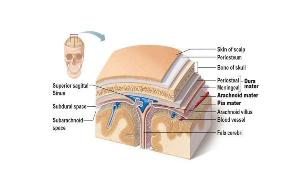 Falx Cerebelli Is a Small Sickle-Shaped Fold of Dura Mater Which Intervenes Between the Two Cerebellar Hemispheres Posteriorly