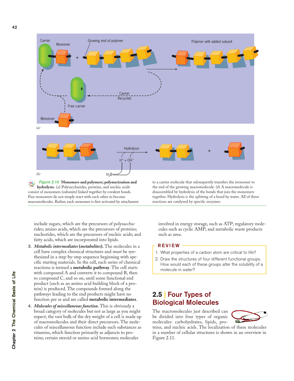 2.5 | Four Types of Biological Molecules