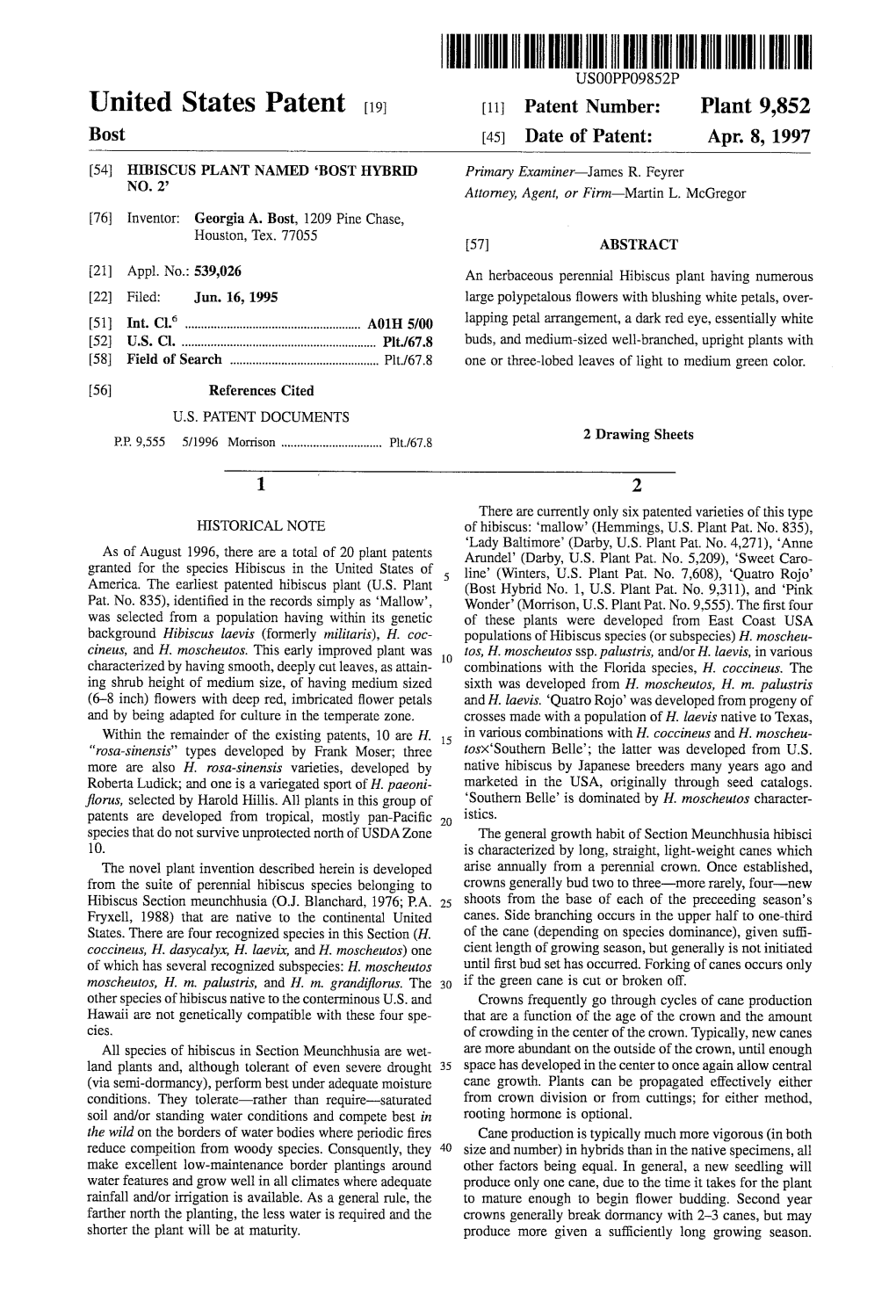 Illlllllllllllillllllllllllwlllj?Llljlllllllllllllllllllllllillllllll United States Patent [19] [11] Patent Number: Plant 9,852 Bost [45] Date of Patent: Apr