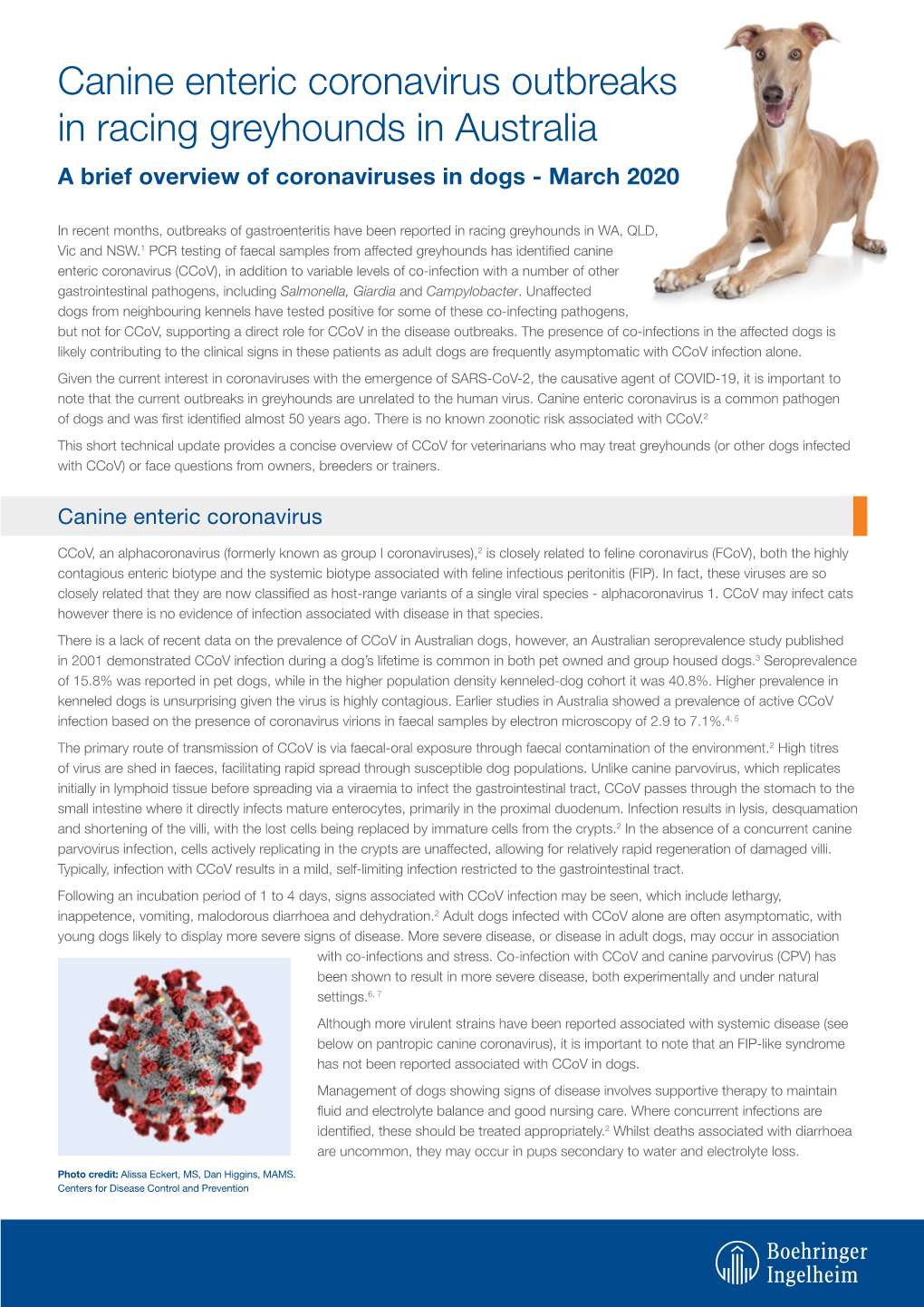 Canine Enteric Coronavirus Outbreaks in Racing Greyhounds in Australia a Brief Overview of Coronaviruses in Dogs - March 2020